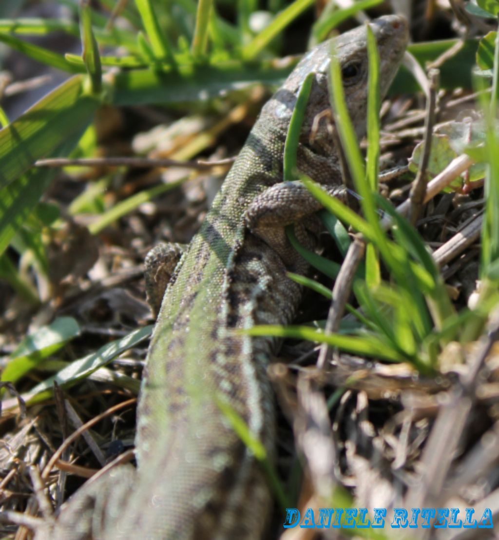 E'' un maschio di Podarcis siculus campestris: giusto???